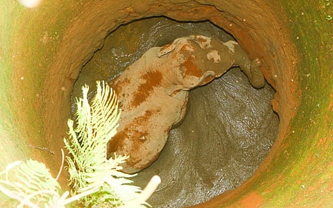 ആനക്കാംപൊയിലിൽ കാട്ടാന കിണറ്റിൽ വീണ നിലയിൽ/ ഫയല്‍ ചിത്രം