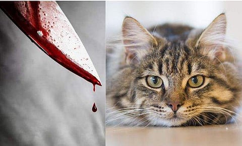 pet_cat_injury