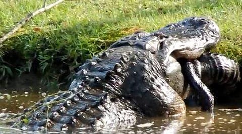 മുതലയെ വിഴുങ്ങുന്ന മറ്റൊരു കൂറ്റന്‍ മുതല