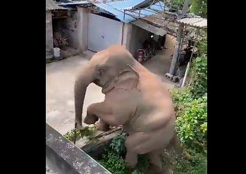 മതില്‍ ചാടിക്കടക്കുന്ന കാട്ടാന