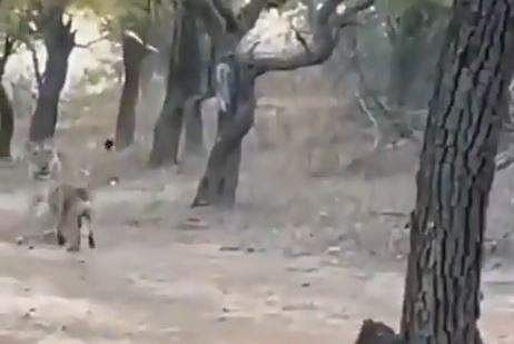 സിംഹത്തെ വിരട്ടിയോടിക്കുന്ന നായയുടെ ദൃശ്യം