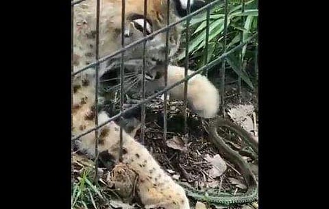 പാമ്പിന്റെ ആക്രമണത്തില്‍ നിന്ന് തവളയെ രക്ഷിക്കുന്ന പുലിക്കുട്ടി