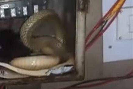 വൈദ്യുതി മീറ്ററില്‍ കുടുങ്ങിയ പാമ്പ്‌