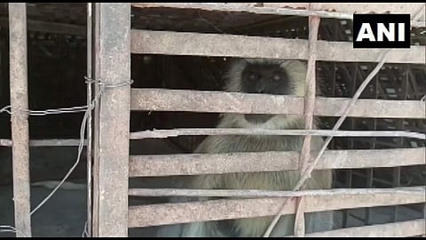 വനം വകുപ്പ് പിടികൂടിയ കുരങ്ങന്‍