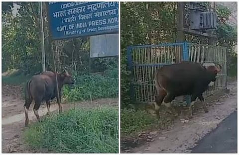 വീഡിയോ സ്‌ക്രീന്‍ഷോട്ട്‌