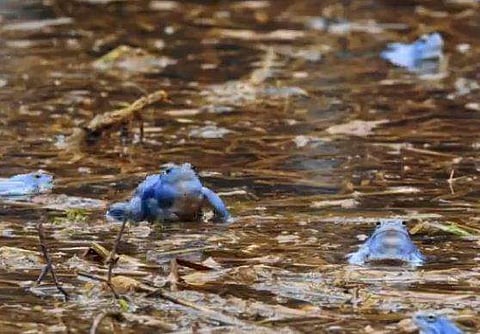 നീല നിറത്തിലുള്ള തവളകള്‍