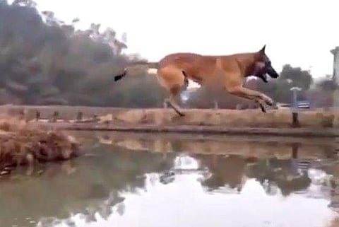 പുഴയ്ക്ക് കുറുകെ ചാടുന്ന നായ