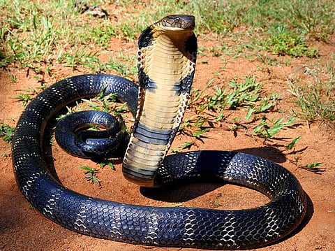 ഫയല്‍ ചിത്രം