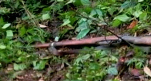 സംഭവസ്ഥലത്തുനിന്ന് കണ്ടെടുത്ത തോക്ക്. (വിഡിയോ ദൃശ്യങ്ങളിൽ നിന്ന്)