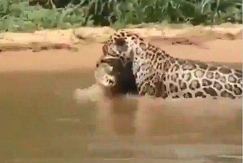 മുതലയെ പിടികൂടുന്ന പുള്ളിപ്പുലി