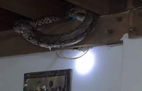 വീടിന്റെ മച്ചിന് മുകളിലെ കൂറ്റന്‍ പെരുമ്പാമ്പ്