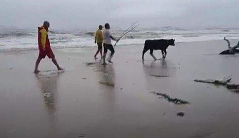 കടൽത്തീരത്ത് അടിഞ്ഞ ജീവനുള്ള പശു