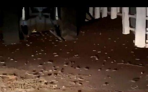 ഓസ്‌ട്രേലിയയിലെ എലിശല്യം