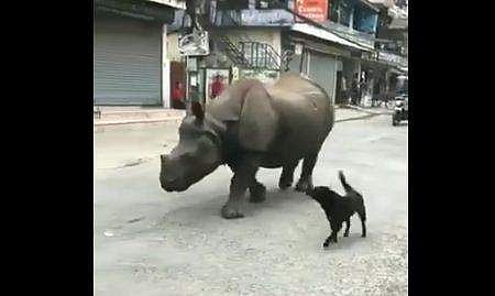 നടുറോഡിലൂടെ നടന്നുനീങ്ങുന്ന  കാണ്ടാമൃഗം