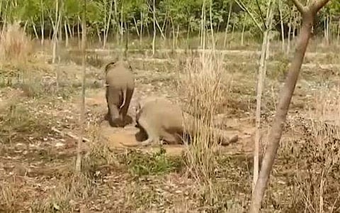 തളർന്നുവീണ അമ്മയാനയ്ക്ക് കാവലായി കുട്ടിയാന
