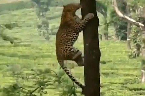 മരത്തില്‍ കയറുന്ന പുള്ളിപ്പുലി