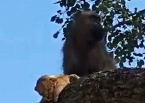 സിംഹക്കുട്ടിയെ താലോലിക്കുന്ന കുരങ്ങന്‍