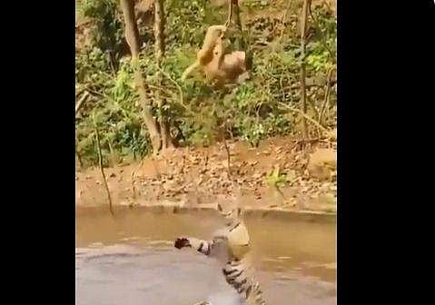 കടുവകളില്‍ നിന്ന് അതിവിദഗ്ധമായി ഒഴിഞ്ഞുമാറുന്ന കുരങ്ങന്‍