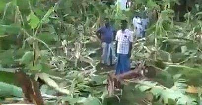 കാട്ടാന നശിപ്പിച്ച കൃഷിത്തോട്ടം