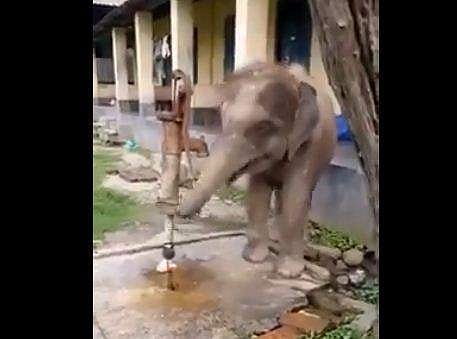 ടാപ്പ് തുറന്ന് വെള്ളം കുടിച്ച് കുട്ടിയാന