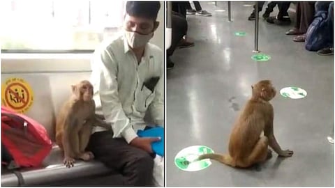 മെട്രോയില്‍ യാത്ര ചെയ്യുന്ന കുരങ്ങന്റെ ചിത്രം