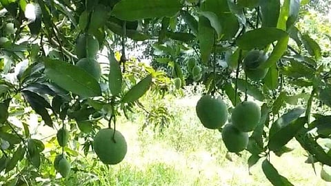 ഐഎഎന്‍എസ് ട്വീറ്റ് ചെയ്ത ചിത്രം