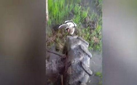 ട്രാക്ടറിന് മുന്നില്‍ ചിറകുവിരിച്ച് ചെങ്കണ്ണി തിത്തിരി
