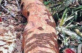ഫയല്‍ ചിത്രം