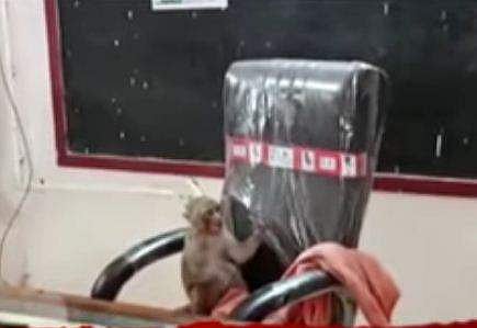 monkey