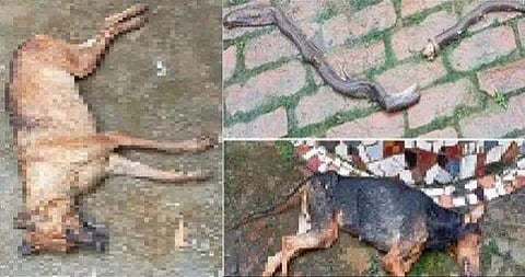 ചിത്രം: ഐഎഎൻഎസ്
