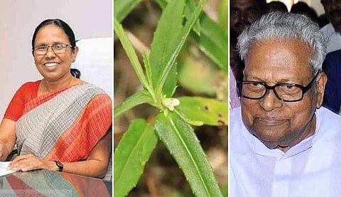 പുതുതായി കണ്ടെത്തിയത് മൂന്ന് കാശിത്തുമ്പകള്‍; വിഎസ് അച്യുതാനന്ദന്റേയും കെകെ ശൈലജയുടേയും പേര് നല്‍കി 