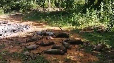 കുരങ്ങന്മാരെ വിഷം കൊടുത്ത് കൊന്നനിലയില്‍, ട്വിറ്റര്‍