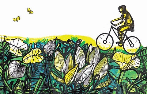 ചിത്രീകരണം: സചീന്ദ്രന്‍ കാറഡുക്ക