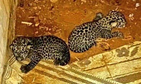 ഉമ്മിനി പപ്പാടിയിൽ ആൾതാമസമില്ലാത്ത വീടിനുള്ളിൽ കണ്ടെത്തിയ പുലിക്കുഞ്ഞുങ്ങൾ/ ഫേയ്സ്ബുക്ക്