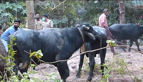 പോത്തിനെ ഫയര്‍ഫോഴ്‌സും നാട്ടുകാരും ചേര്‍ന്ന് കെട്ടിയിട്ടപ്പോള്‍