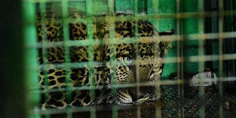 കെണിയില്‍ കുടുങ്ങിയ പുലി/എക്‌സ്പ്രസ്‌