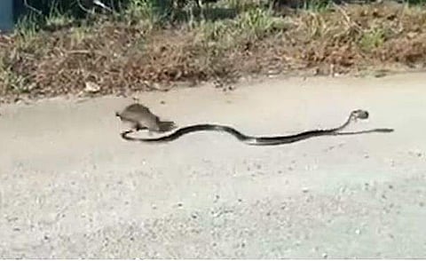 പാമ്പിനെ തുരത്തിയോടിക്കുന്ന എലിയുടെ ദൃശ്യം