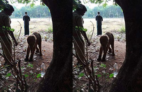 പാലപ്പിള്ളിയില്‍ കണ്ടെത്തിയ കുട്ടിയാന