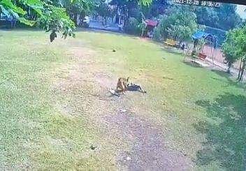 പാര്‍ക്കില്‍ പെണ്‍കുട്ടിയെ തെരുവുനായ ആക്രമിക്കുന്ന ദൃശ്യം