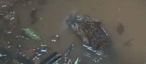 കിണറ്റില്‍ വീണ പുള്ളിപ്പുലി/ ടിവി ദൃശ്യം