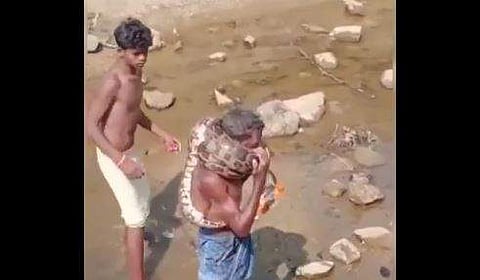 പെരുമ്പാമ്പിനെ കഴുത്തില്‍ ചുറ്റിയ നിലയില്‍