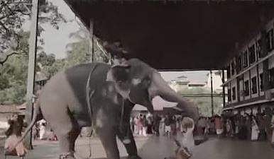 ആന പാപ്പാന്റെ കാലില്‍ പിടിച്ച് ചുഴറ്റിയെടുക്കുന്ന ദൃശ്യം