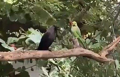 വീഡിയോ ദൃശ്യം