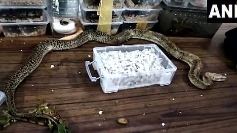 പിടികൂടിയ പാമ്പ്/ എഎന്‍ഐ