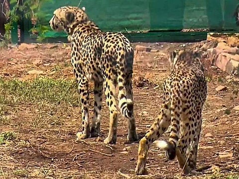 ഫോട്ടോ: ട്വിറ്റർ