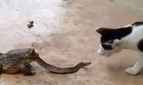 തവള വിഴുങ്ങിയ പാമ്പിനെ ആക്രമിക്കാന്‍ ഒരുങ്ങുന്ന പൂച്ചയുടെ ദൃശ്യം