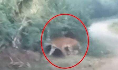 വയനാട്ടില്‍ കടുവ ഇറങ്ങിയതിന്റെ വീഡിയോ ദൃശ്യം, സ്‌ക്രീന്‍ഷോട്ട്‌