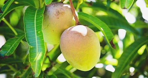 പ്രതീകാത്മക ചിത്രം