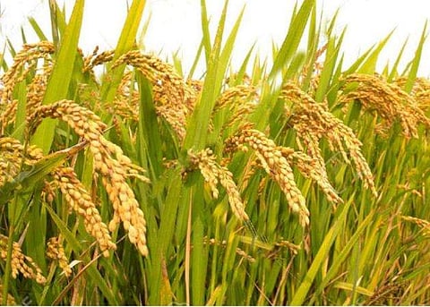 ഫയല്‍ ചിത്രം