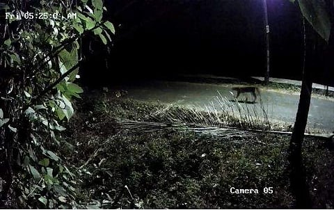 കാമറയില്‍ പതിഞ്ഞ പുലി/വിഡിയോ ദൃശ്യം